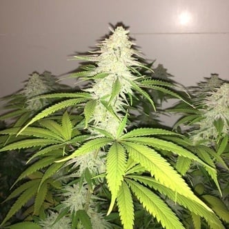 Simple Wedding Cake S1 (Pheno Finder) féminisée