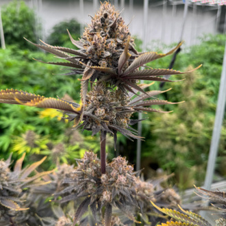 Banana Purple Punch Auto RF3 (FastBuds) féminisée