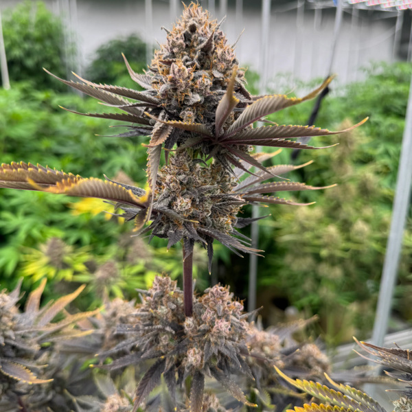 Banana Purple Punch Auto RF3 (FastBuds) féminisée