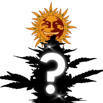 1 graines mystères à autofloraison (Barney's Farm)