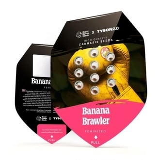 Banana Brawler (Royal Queen Seeds) féminisée