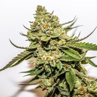 Cereal Milk x OG Kush (Vision Seeds) f&eacute;minis&eacute;e