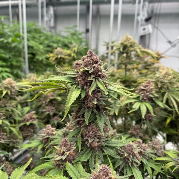 Cherry Cola Auto RF3 (FastBuds) féminisée
