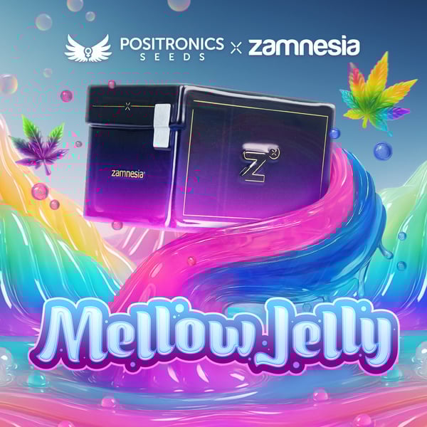 Mellow Jelly (Positronics Seeds x Zamnesia Seeds) féminisée