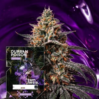 Durban Poison (Zamnesia Seeds) f&eacute;minis&eacute;e