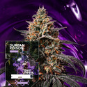 Durban Poison (Zamnesia Seeds) féminisée