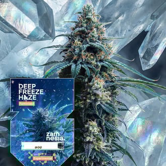 Deep Freeze Haze (Zamnesia Seeds) f&eacute;minis&eacute;e