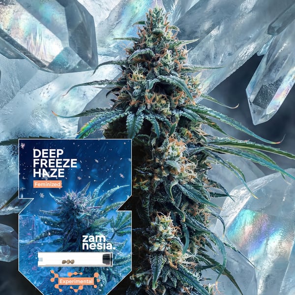 Deep Freeze Haze (Zamnesia Seeds) féminisée