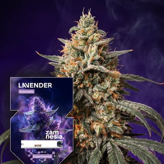 Lavender Auto (Zamnesia Seeds) f&eacute;minis&eacute;e