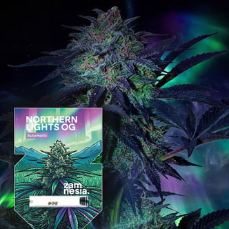 Northern Lights OG Auto (Zamnesia Seeds) feminis&eacute;e