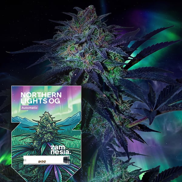 Northern Lights OG Auto (Zamnesia Seeds) feminisée