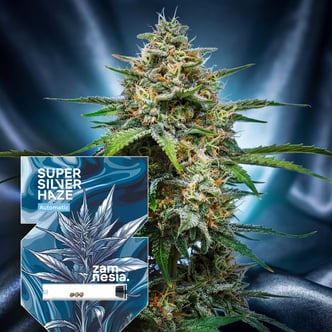 Super Silver Haze Auto (Zamnesia Seeds) feminis&eacute;e