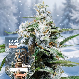 Hawaiian Snow Auto (Zamnesia Seeds) f&eacute;minis&eacute;e
