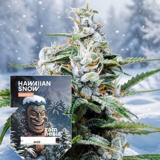 Hawaiian Snow Auto (Zamnesia Seeds) f&eacute;minis&eacute;e