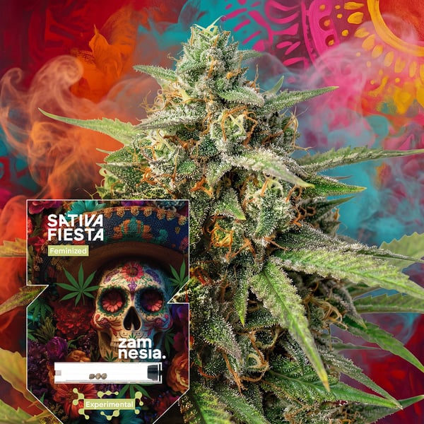 Sativa Fiesta (Zamnesia Seeds) féminisée