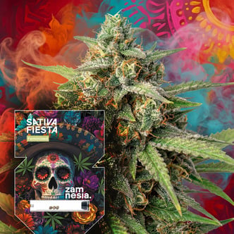 Sativa Fiesta (Zamnesia Seeds) f&eacute;minis&eacute;e