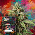 Sativa Fiesta (Zamnesia Seeds) féminisée