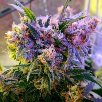 Aurora Indica (Nirvana) feminisée