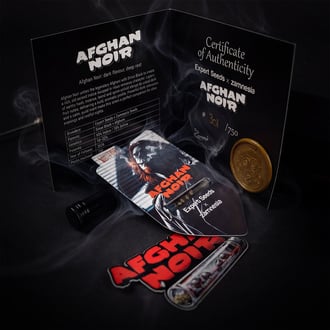 Afghan Noir (Zamnesia Seeds x Expert Seeds) féminisée