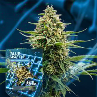Blue Waffle F1 (Zamnesia Seeds) F&eacute;minis&eacute;e