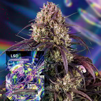 LSD F1 Auto (Zamnesia Seeds) f&eacute;minis&eacute;e