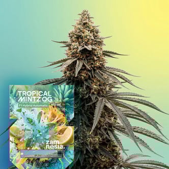 Tropical Mintz OG F1 Auto (Zamnesia Seeds) f&eacute;minis&eacute;e