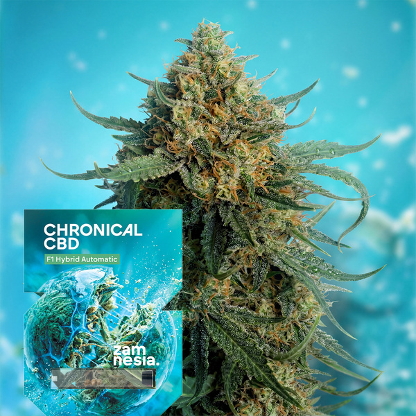 Chronical CBD F1 Auto (Zamnesia Seeds) féminisée