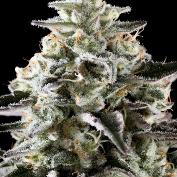 Mexican Sativa (Kannabia) féminisée