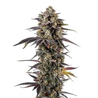 Pink Glitterbomb (Growers Choice) f&eacute;minis&eacute;e