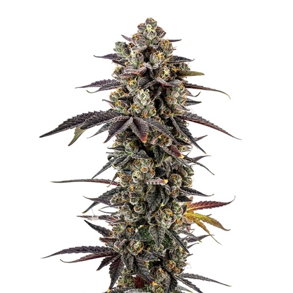 Pink Glitterbomb (Growers Choice) féminisée