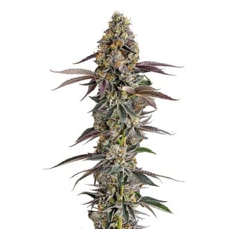 Platinum Mimosa Cookies (Growers Choice) f&eacute;minis&eacute;e