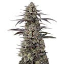 Triploid F1 Tropicana Cherry (Growers Choice) féminisée