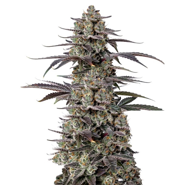 Triploid F1 Tropicana Cherry (Growers Choice) féminisée