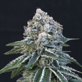 Death Roll (Exotic Seed) f&eacute;minis&eacute;e