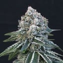 Death Roll (Exotic Seed) féminisée