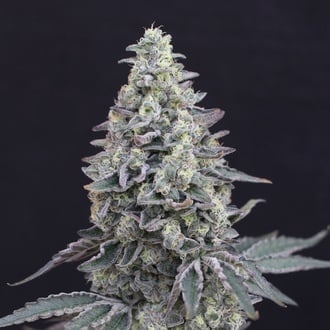 Georgia Cream Auto (Exotic Seed) f&eacute;minis&eacute;e