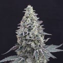 Georgia Cream Auto (Exotic Seed) féminisée