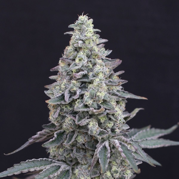 Georgia Cream Auto (Exotic Seed) féminisée