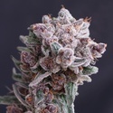 Tangie Smasher Auto (Exotic Seed) féminisée