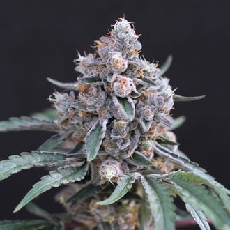 Turbo Junky (Exotic Seed) f&eacute;minis&eacute;e