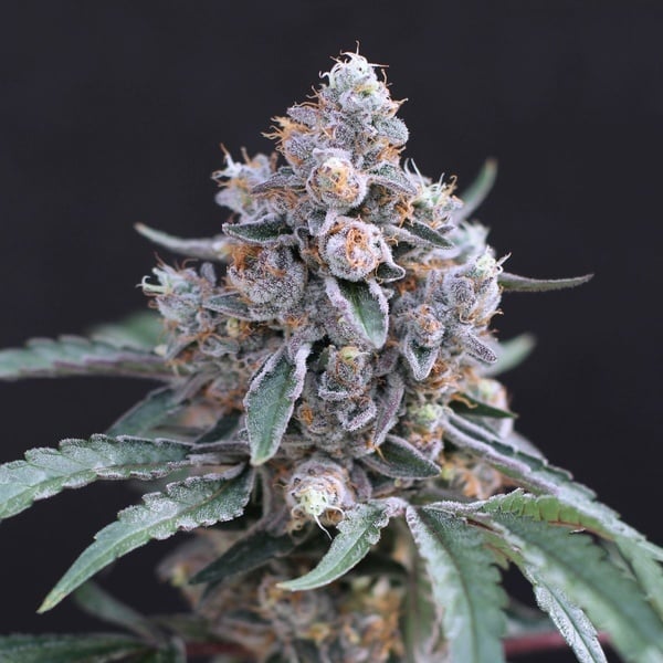 Turbo Junky (Exotic Seed) féminisée