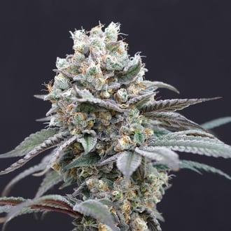 The Clash (Exotic Seed) f&eacute;minis&eacute;e