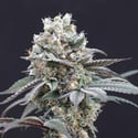 The Clash (Exotic Seed) féminisée