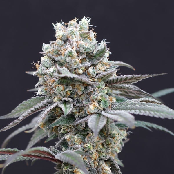The Clash (Exotic Seed) féminisée