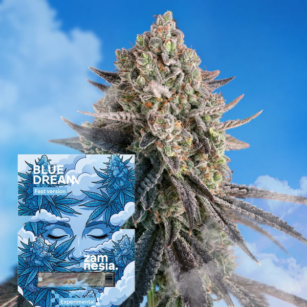 Blue Dream Fast Version (Zamnesia Seeds) féminisée