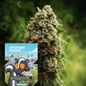 Afghani Skunk Fast Version (Zamnesia Seeds) féminisée