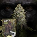 Gorilla Piss Fast Version (Zamnesia Seeds) féminisée