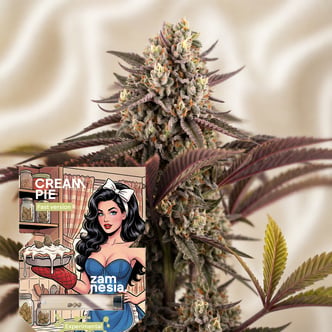 Cream Pie Fast Version (Zamnesia Seeds) feminized