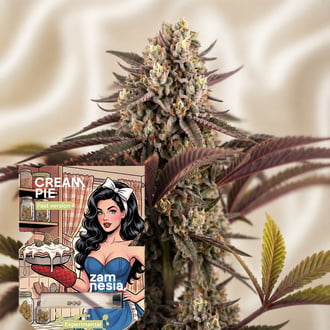 Cream Pie Fast Version (Zamnesia Seeds) f&eacute;minis&eacute;e
