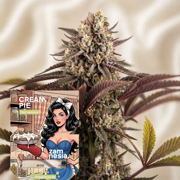 Cream Pie Fast Version (Zamnesia Seeds) féminisée